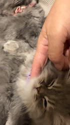 関口カオリブリーダーのブログ：🎥掲載中のサイベリアン動画