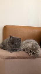 関口カオリブリーダーのブログ：🎥掲載中のサイベリアン動画