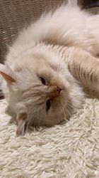 のブログ：父猫ねこねここしたんたん！父猫ですっ