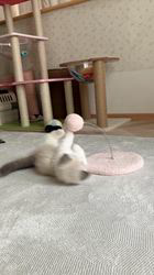 のブログ：4️⃣月マンチカン子猫掲載していきます