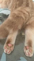のブログ：掲載中の子猫