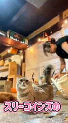 竹内美穂ブリーダーのブログ：セリアのボールプールは猫のおもちゃになる？