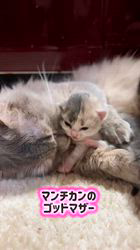 竹内美穂ブリーダーのブログ：ゴッドマザー　すみれちゃん