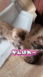 のブログ：ちっちゃいけど勇敢なベンガル王子
