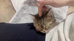 のブログ：成長する度に人間を大きい猫だと勘違いしている…？