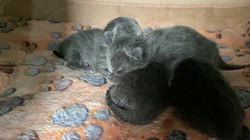 西本京子ブリーダーのブログ：団子になってスヤスヤ眠る可愛い子猫達です。