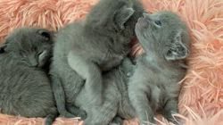 西本京子ブリーダーのブログ：12/28