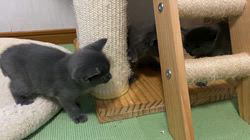 西本京子ブリーダーのブログ：1/11