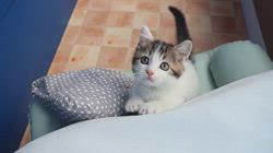 大嶽頼子ブリーダーのブログ：かわいい動画が撮れました～♬マンチカンの仔猫ちゃん(｡･ω･｡)
