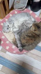 小林恵ブリーダーのブログ:それママじゃないって!笑笑