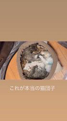 小林恵ブリーダーのブログ：猫団子
