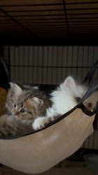 小林恵ブリーダーのブログ：皆で仲良くハンモック