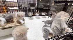 斉木裕ブリーダーのブログ：今日の様子です🐱♡