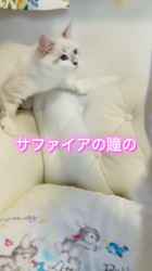 金山智香ブリーダーのブログ：抱っこ大好きなカーター君