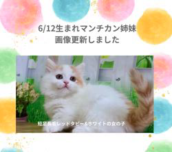 善家薫ブリーダーのブログ：あられちゃんベビー🐱画像更新しました🥰