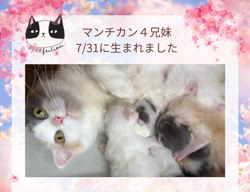 善家薫ブリーダーのブログ：ダイヤちゃんベビー🐱生まれました💕