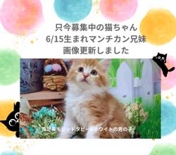 善家薫ブリーダーのブログ：サラちゃんベビー💕最新画像更新しました🐱