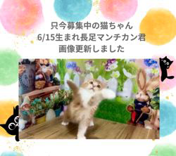 善家薫ブリーダーのブログ：サラちゃんベビー💕のご紹介です🐱