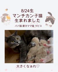 善家薫ブリーダーのブログ：ラピスちゃんベビー💕生まれましたぁ🐱