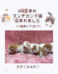 善家薫ブリーダーのブログ：テンちゃんベビー💕生まれました🐱