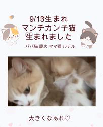 善家薫ブリーダーのブログ：ルチルちゃんベビー💕生まれました🐱