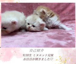 善家薫ブリーダーのブログ：ポニョちゃんベビー💕お目目が開きました👀