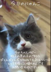 善家薫ブリーダーのブログ：ラナちゃんベビーのご紹介です💕