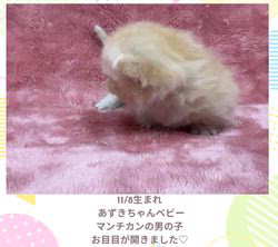 善家薫ブリーダーのブログ：マンチカンあずきちゃんベビー🧡お目目が開きました👀