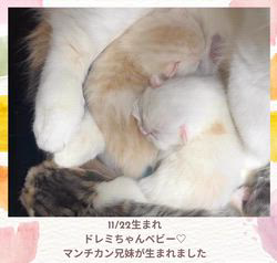 善家薫ブリーダーのブログ：マンチカンドレミちゃんベビー❤️生まれました🐱
