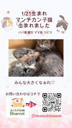 善家薫ブリーダーのブログ：ラピスちゃんベビー💕生まれました🐱