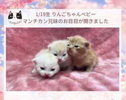 善家薫ブリーダーのブログ：りんごちゃんベビー💕お目目が開きました👀