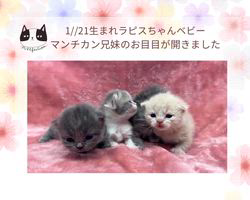 善家薫ブリーダーのブログ：ラピスちゃんベビー💕お目目が開きました👀