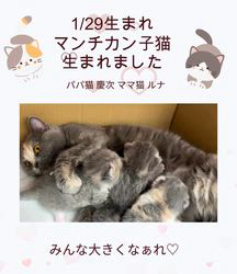 善家薫ブリーダーのブログ：ルナちゃんベビー💕生まれました🐱