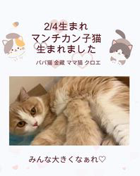 善家薫ブリーダーのブログ：クロエちゃんベビー💕生まれました🐱