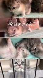 善家薫ブリーダーのブログ：ラピスちゃんベビー💕コロンコロンです🐱