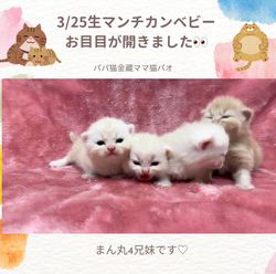 善家薫ブリーダーのブログ：パオちゃんベビー💕お目目が開きました👀