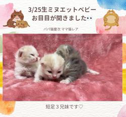 善家薫ブリーダーのブログ：レアちゃんベビー💕お目目が開きました👀