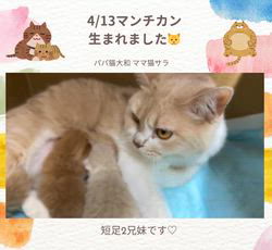 善家薫ブリーダーのブログ：サラちゃんベビー💕生まれました🐱