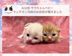 のブログ：サラちゃんベビー💕お目目が開きました👀