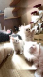 善家薫ブリーダーのブログ：全員集合🐱