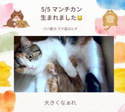 善家薫ブリーダーのブログ：ぽんずちゃんベビー💕生まれました🐱