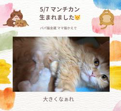 善家薫ブリーダーのブログ：かえでちゃんんベビー💕生まれました🐱