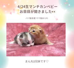 善家薫ブリーダーのブログ：あられちゃんベビー💕お目目が開きました👀