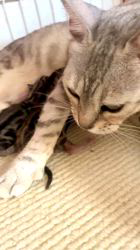 倉上愛実ブリーダーのブログ：ベンガルの赤ちゃん🍼今朝産まれました♪🐱