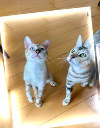 倉上愛実ブリーダーのブログ：シールリンクス＆シルバーの6ヶ月の男の子2🐱🐾