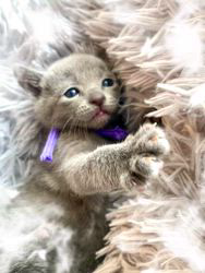 倉上愛実ブリーダーのブログ：11月23日産まれのロシアンブルーの赤ちゃん🐾