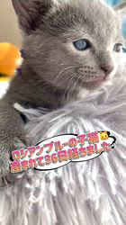 倉上愛実ブリーダーのブログ：ロシアンブルーの子猫🐱ご家族様募集中です♪💘🧸🍀