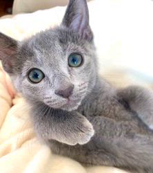 倉上愛実ブリーダーのブログ：11月23日産まれのロシアンブルーの男の子🐾ご家族様募集中です♪