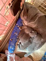 倉上愛実ブリーダーのブログ：1月17日産まれのロシアンブルーの子猫達♪スクスク成長中です♪✨✨✨