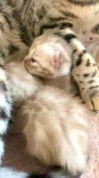 倉上愛実ブリーダーのブログ：1月21日産まれのベンガルの子猫♪スクスク成長中です♪💘🍀🐾